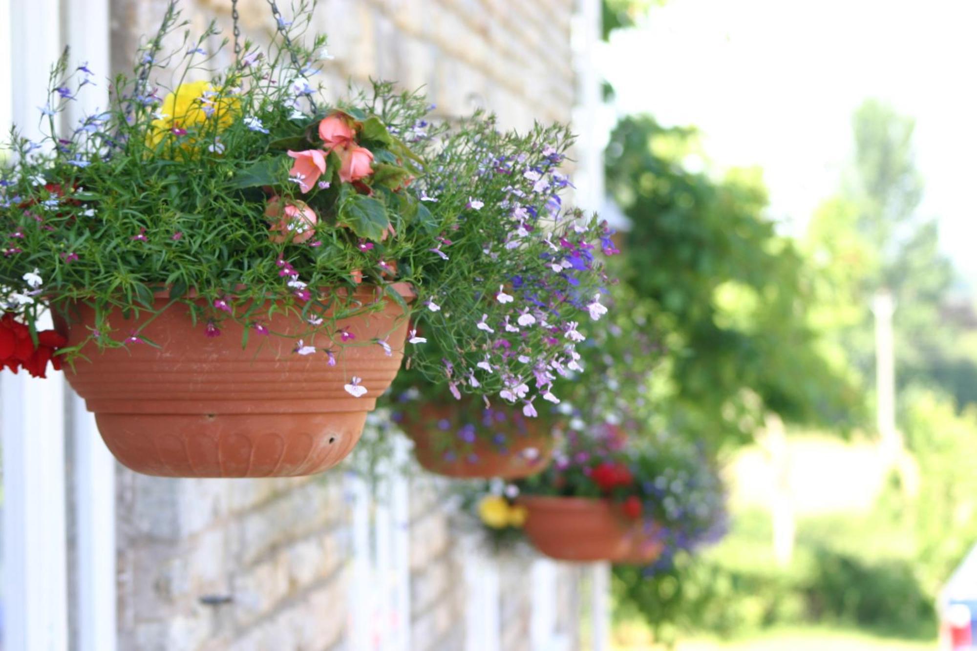 فندق Crossways ويلْزْ المظهر الخارجي الصورة Flower pots